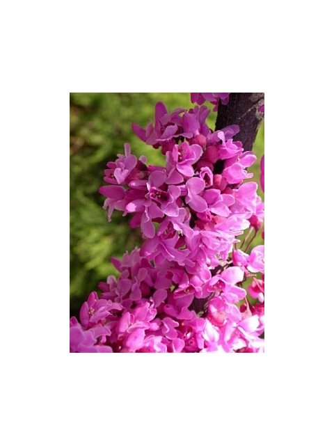 Judášovec Kanadský 40/60 cm, v črepníku Cercis canadensis