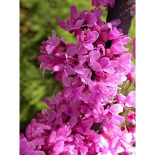 Judášovec Kanadský 40/60 cm, v črepníku Cercis canadensis