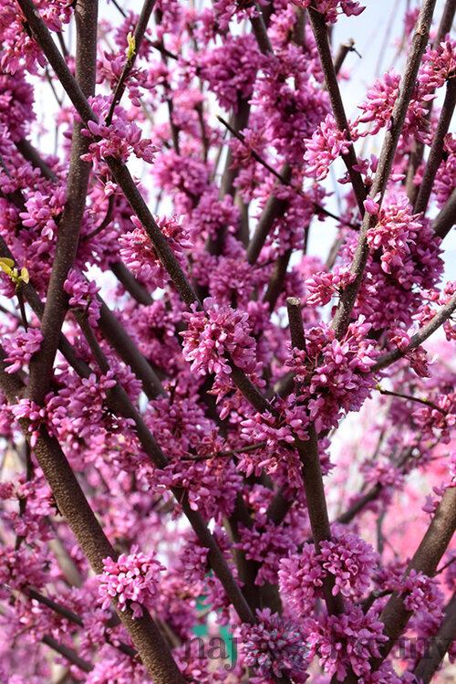 Judášovec kanadský ‘Alley Cat‘, výška 125/+ cm, v črepníku 12l Cercis canadensis ‘Alley Cat‘