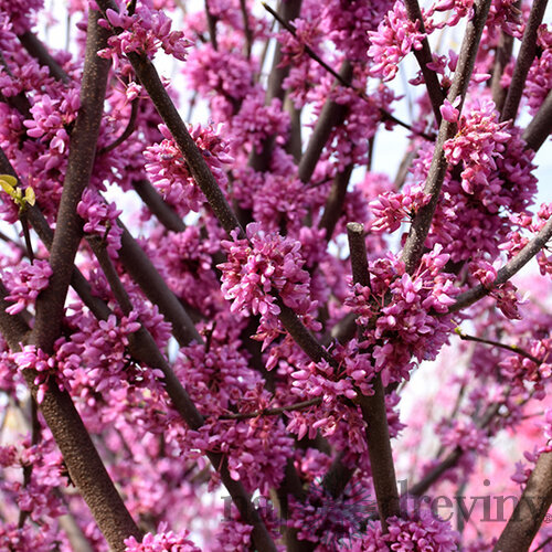 Judášovec kanadský ‘Alley Cat‘, výška 125/+ cm, v črepníku 12l Cercis canadensis ‘Alley Cat‘
