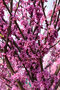 Judášovec kanadský ‘Alley Cat‘, výška 125/+ cm, v črepníku 12l Cercis canadensis ‘Alley Cat‘