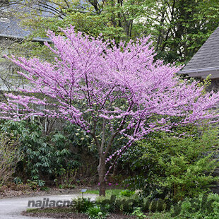 Judášovec kanadský ‘Alley Cat‘, výška 125/+ cm, v črepníku 12l Cercis canadensis ‘Alley Cat‘