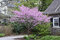 Judášovec kanadský ‘Alley Cat‘, výška 125/+ cm, v črepníku 12l Cercis canadensis ‘Alley Cat‘