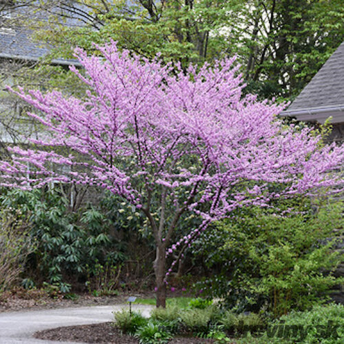 Judášovec kanadský ‘Alley Cat‘, výška 125/+ cm, v črepníku 12l Cercis canadensis ‘Alley Cat‘