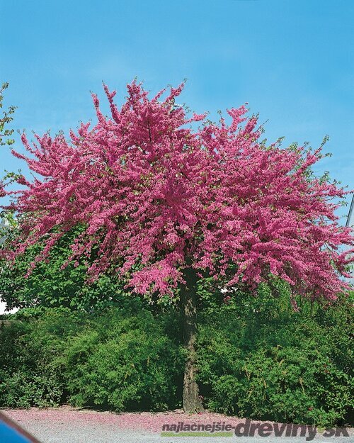 Judášovec kanadský Avondale, výška 130/150 cm, v črepníku Cercis canadensis