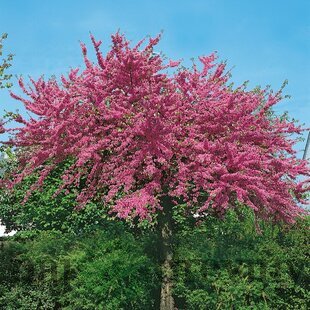 Judášovec kanadský Avondale, výška 130/150 cm, v črepníku Cercis canadensis