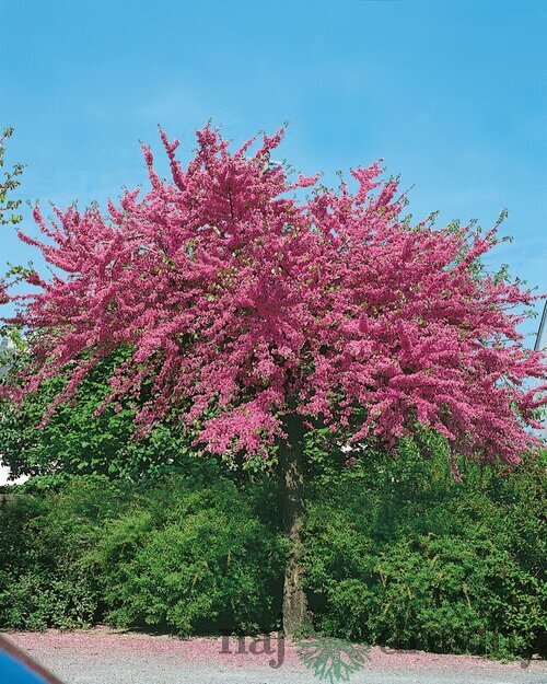 Judášovec kanadský Avondale, výška 130/150 cm, v črepníku Cercis canadensis