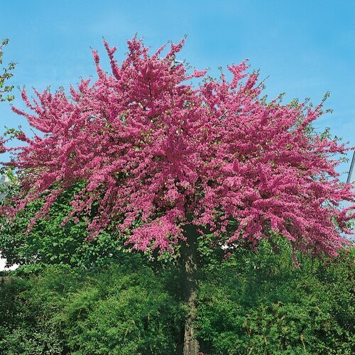 Judášovec kanadský Avondale, výška 130/150 cm, v črepníku Cercis canadensis