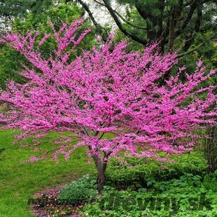 Judášovec kanadský Avondale, výška 160/180 cm, v črepníku 20l Cercis canadensis Avondale