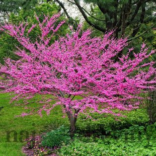 Judášovec kanadský Avondale, výška 160/180 cm, v črepníku 20l Cercis canadensis Avondale