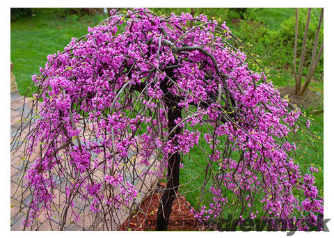 Judášovec kanadský ‘Cascading Hearts‘, výška 175/+ cm, v črepníku 15l Cercis canadensis ‘Cascading Hearts‘