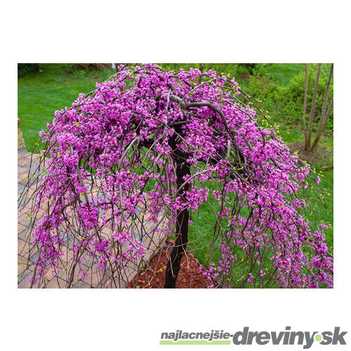 Judášovec kanadský ‘Cascading Hearts‘, výška 175/+ cm, v črepníku 15l Cercis canadensis ‘Cascading Hearts‘