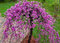 Judášovec kanadský ‘Cascading Hearts‘, výška 175/+ cm, v črepníku 15l Cercis canadensis ‘Cascading Hearts‘