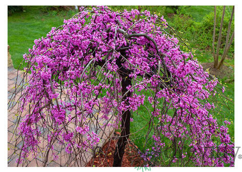 Judášovec kanadský ‘Cascading Hearts‘, výška 175/+ cm, v črepníku 15l Cercis canadensis ‘Cascading Hearts‘