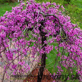 Judášovec kanadský ‘Cascading Hearts‘, výška 175/+ cm, v črepníku 15l Cercis canadensis ‘Cascading Hearts‘