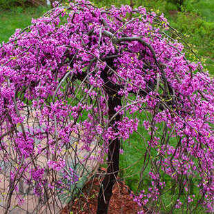 Judášovec kanadský ‘Cascading Hearts‘, výška 175/+ cm, v črepníku 15l Cercis canadensis ‘Cascading Hearts‘