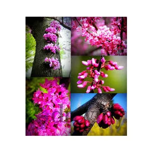 Judášovec kanadský Forest Pansy, výška 150/180 cm, v črepníku 18l Cercis canadiensis Forest Pansy