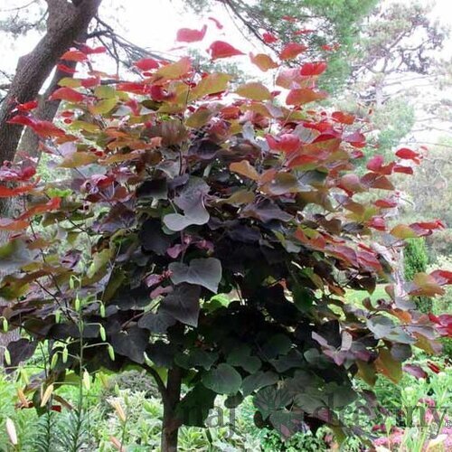 Judášovec kanadský Forest Pansy, výška 200/250 cm, v črepníku 18l Cercis canadiensis Forest Pansy