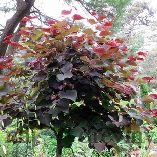 Judášovec kanadský Forest Pansy, výška 200/250 cm, v črepníku 18l Cercis canadiensis Forest Pansy