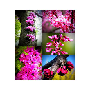 Judášovec kanadský Forest Pansy, výška 50/+ cm, v črepníku 7l Cercis canadensis Forest Pansy