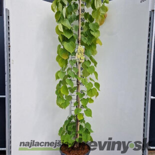 Judášovec kanadský Golden Fallls, výška 180/200 cm, v črepníku 18l Cercis canadiensis Golden Falls