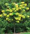 Judášovec kanadský Hearts of Gold, výška 180/200 cm, v črepníku 13l Cercis canadensis Hearts of Gold