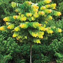 Judášovec kanadský Hearts of Gold, výška 180/200 cm, v črepníku 13l Cercis canadensis Hearts of Gold