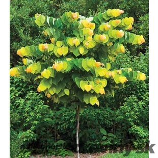 Judášovec kanadský Hearts of Gold, výška 180/200 cm, v črepníku 13l Cercis canadensis Hearts of Gold