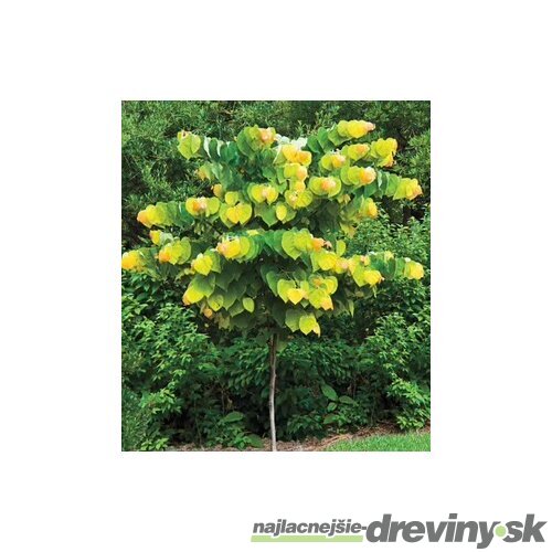Judášovec kanadský Hearts of Gold, výška 180/200 cm, v črepníku 13l Cercis canadensis Hearts of Gold