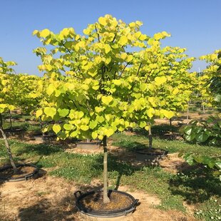 Judášovec kanadský Hearts of Gold, výška 50/+ cm, v črepníku 7l Cercis canadensis Hearts of Gold
