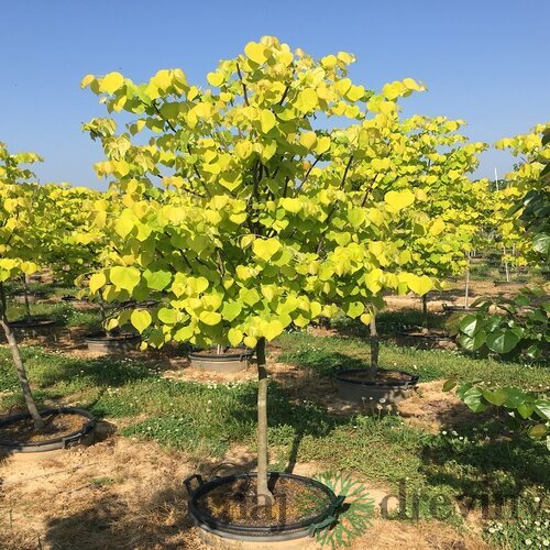 Judášovec kanadský Hearts of Gold, výška 50/+ cm, v črepníku 7l Cercis canadensis Hearts of Gold