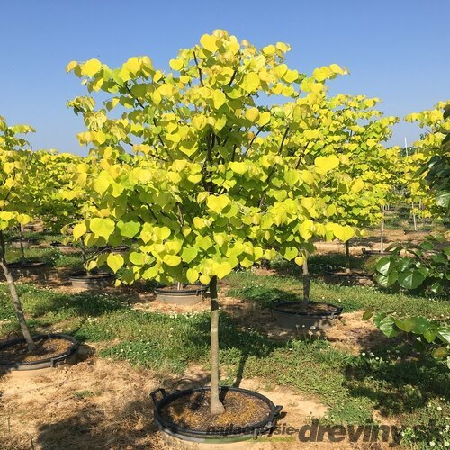 Judášovec kanadský Hearts of Gold, výška 50/+ cm, v črepníku 7l Cercis canadensis Hearts of Gold