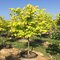 Judášovec kanadský Hearts of Gold, výška 50/+ cm, v črepníku 7l Cercis canadensis Hearts of Gold