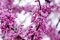 Judášovec kanadský Merlot 180/200 cm, v črepníku 18l Cercis canadensis Merlot