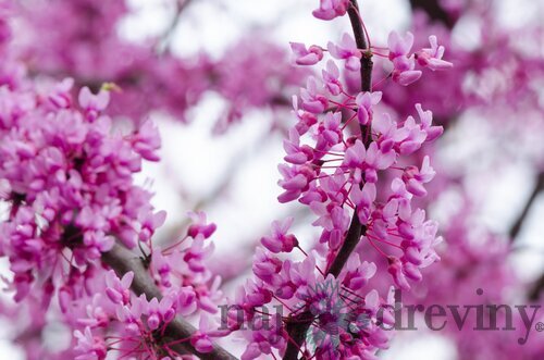 Judášovec kanadský Merlot 180/200 cm, v črepníku 18l Cercis canadensis Merlot