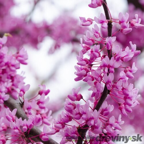 Judášovec kanadský Merlot 180/200 cm, v črepníku 18l Cercis canadensis Merlot