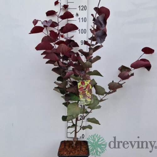Judášovec kanadský Merlot, výška 120/140 cm, v črepníku 11l Cercis canadiensis Merlot