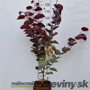 Judášovec kanadský Merlot, výška 120/140 cm, v črepníku 11l Cercis canadiensis Merlot