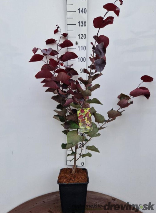 Judášovec kanadský Merlot, výška 120/140 cm, v črepníku 11l Cercis canadiensis Merlot