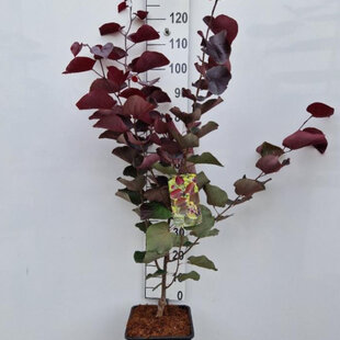 Judášovec kanadský Merlot, výška 120/140 cm, v črepníku 11l Cercis canadiensis Merlot