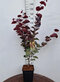 Judášovec kanadský Merlot, výška 120/140 cm, v črepníku 11l Cercis canadiensis Merlot