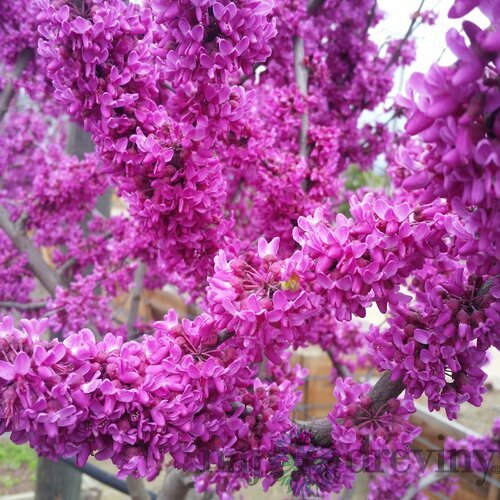 Judášovec kanadský Oklahoma, výška 50/+ cm, v črepníku 7l Cercis can. ‘Oklahoma‘