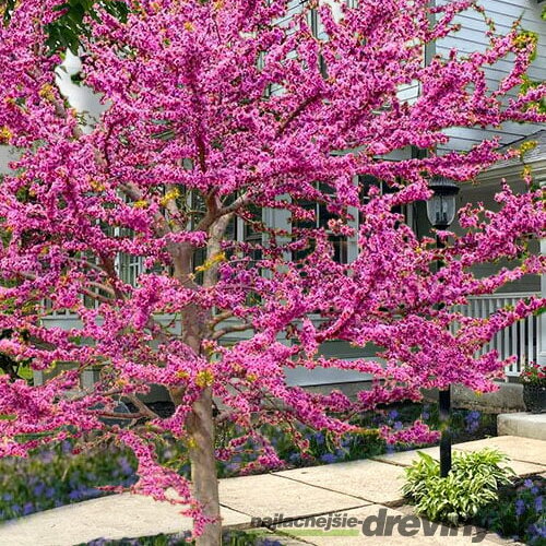 Judášovec kanadský ‘Pink Pom Poms‘, výška 125/+ cm, v črepníku 15l Cercis canadensis ‘Pink Pom Poms‘