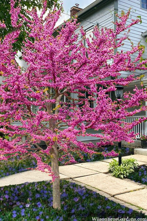 Judášovec kanadský ‘Pink Pom Poms‘, výška 125/+ cm, v črepníku 15l Cercis canadensis ‘Pink Pom Poms‘