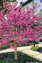 Judášovec kanadský ‘Pink Pom Poms‘, výška 125/+ cm, v črepníku 15l Cercis canadensis ‘Pink Pom Poms‘
