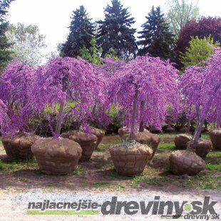 Judášovec kanadský ‘Ruby Falls‘ PBR, výška 140/160 cm, v črepníku 12l Cercis canadensis ‘Ruby Falls‘ PBR
