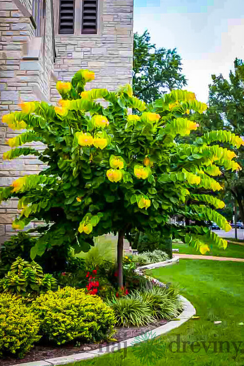 Judášovec kanadský Shirobana 175/225 cm, v črepníku Cercis canadensis Shirobana