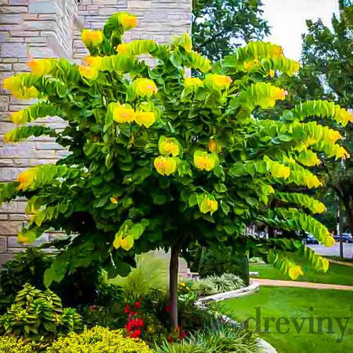 Judášovec kanadský Shirobana 175/225 cm, v črepníku Cercis canadensis Shirobana
