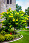 Judášovec kanadský Shirobana 175/225 cm, v črepníku Cercis canadensis Shirobana