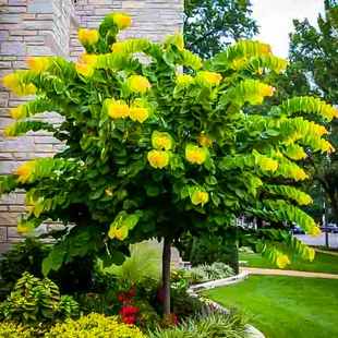 Judášovec kanadský Shirobana 175/225 cm, v črepníku Cercis canadensis Shirobana